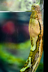 Python reticulatus - python lattice in water.