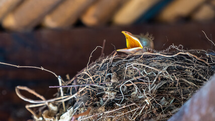Beautiful closeup view of a Bird feeding a squab