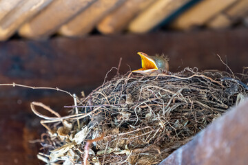 Beautiful closeup view of a Bird feeding a squab