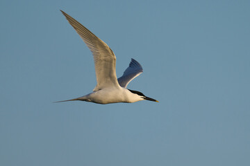 Sandwich tern (Thalasseus sandvicensis)