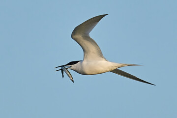 Sandwich tern (Thalasseus sandvicensis)