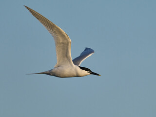 Sandwich tern (Thalasseus sandvicensis)