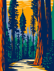 WPA Poster Art of the Simpson-Reed Grove of Coast redwoods located in Jedediah Smith State Park part of Redwood National and State Parks in California done in works project administration style. - 430720865