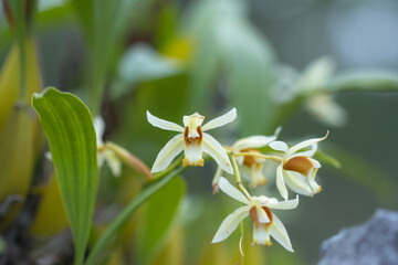Fototapeta na wymiar orchids flowers