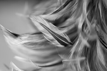 Gray chicken feathers in soft and blur style for background, black and white