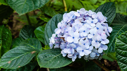 Beautiful hydrangea or hortensia flower