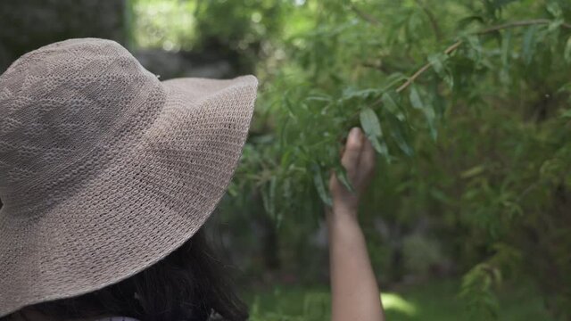 Close up of woman with hat collecting herbs from cedron tree