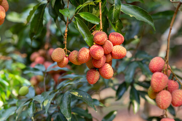 Lychees grow on green plants, about to ripen to red in the garden. Thai farmers in summer, delicious, sweet, sour