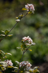 Closeup of arrowwood Viburnum carlesii flowers in spring in the UK