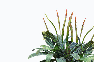 Beautiful flowers of bromeliad tree on white background