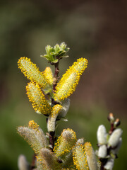 Closeup of catkins of male Halberd willow, Salix hastata 'Wehrhahnii' in spring in the UK