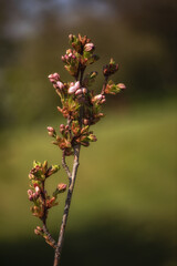 Closeup of flower buds of Cherry Prunus ‘Amanogawa’ in spring in the UK