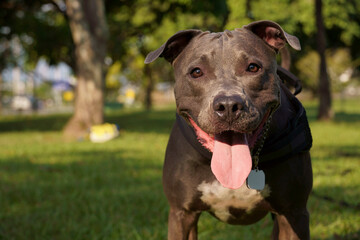 Pit bull dog playing in the park at sunset. Blue nose pitbull on sunny day and open countryside with lots of nature.