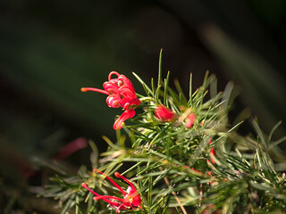 Closeup of the flowers of Grevillea 'Canberra Gem' in  spring in the UK