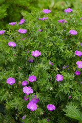 pink geranium flowers