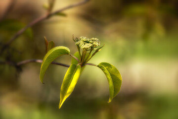 Closeup of fresh spring growth of Viburnum lentago in the UK