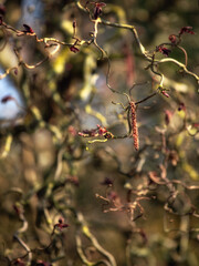 Branches of a male Corylus avellana 'Red Majestic' with catkin in spring in the UK