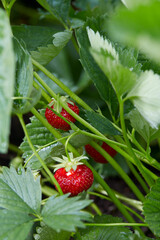 growing strawberries in a garden