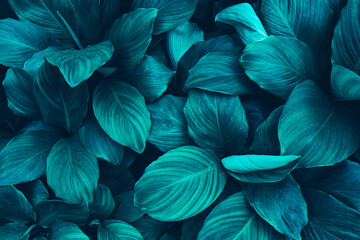 tropical leaves, blue nature background, toned process