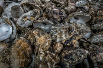 Fototapeta na wymiar A lot of Oysters shells heap close up. Sea shells, Selective focus.