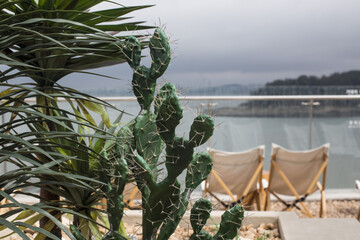 Green plant cactus on the seashore. view on a cactus near sea.