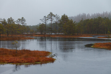 Swamp lake with trees. Estonia.