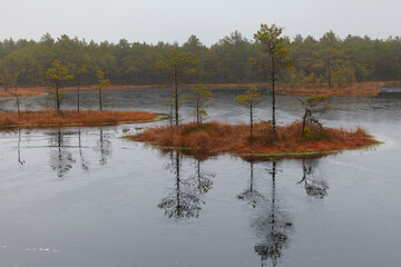 Swamp lake with trees. Estonia.