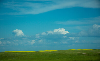 yellow field and blue sky