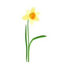 Naklejka na ściany i meble Daffodil or Jonquil Spring Flowering Plant with Yellow Flower and Leafless Stem Closeup Vector Illustration