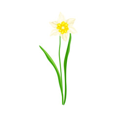 White Flower of Narcissus Spring Flowering Perennial Plant on Leafless Stem Closeup Vector Illustration