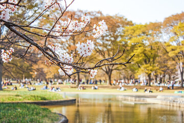 Naklejka premium 春の公園に咲く桜