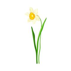 White Flower of Narcissus Spring Flowering Perennial Plant on Leafless Stem Closeup Vector Illustration