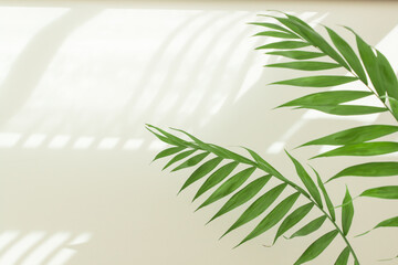 Palm leaves and shadows on a white wall in sunlight during the day. Minimalistic modern still life in white and green