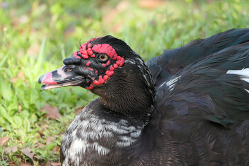 Muscovy duck close up head shot