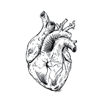 Sketch anatomical human heart, on white background.  Vector illustration