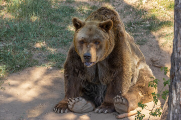 Fototapeta na wymiar The brown bear sitting on the ground in partial shade next to a tree and green grass. (Ursus arctos)