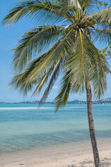 Naklejka premium palm trees on the beach