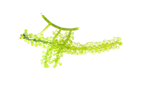 Sea grapes ( green caviar ) seaweed on white background
