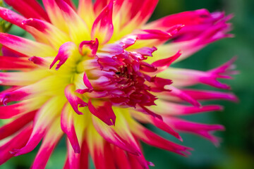 Beautiful dahlia Electric Flash close up. Cactus dahlia Electric Flash with shiny yellow and...