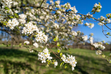 Apfelblüte