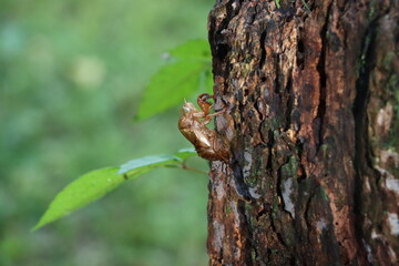 木にとまる蝉の抜け殻