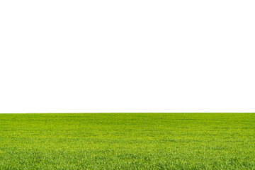 Landscape view of green grass on field isolated on white background