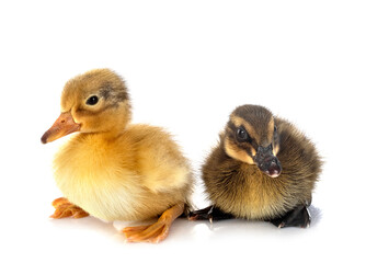 ducklings in studio