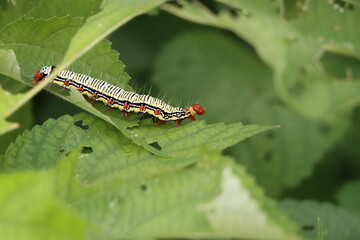 毛虫のフクラスズメの幼虫が葉を食べているところです