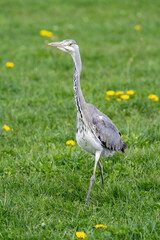 Gehender Graureiher