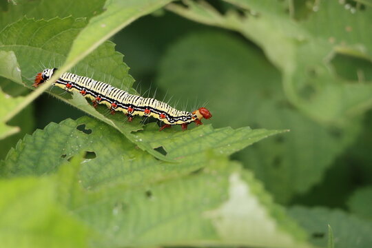 69 Best けむし Images Stock Photos Vectors Adobe Stock