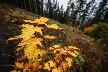 Mountain landscape. Misty forest. Natural outdoor travel background. Slovakia, Low Tatras, Demenovska hora and dolina vyvierania. Liptov travel. © Zedspider