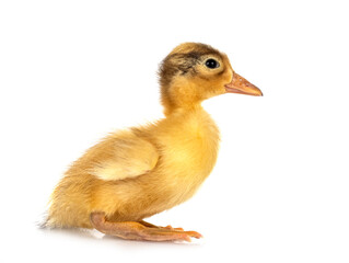 duckling in studio