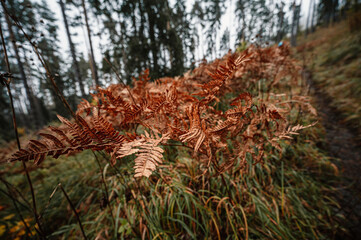 Mountain landscape. Misty forest. Natural outdoor travel background. Slovakia, Low Tatras, Demenovska hora and dolina vyvierania. Liptov travel. © Zedspider