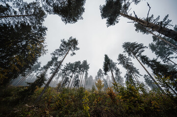 Mountain landscape. Misty forest. Natural outdoor travel background. Slovakia, Low Tatras, Demenovska hora and dolina vyvierania. Liptov travel. © Zedspider